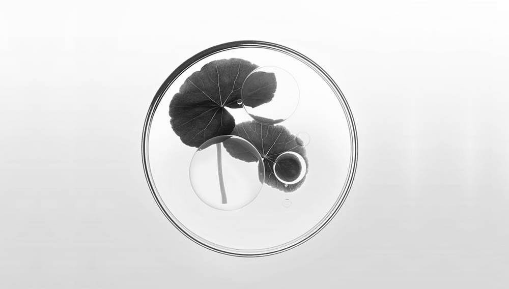Kérastase產品的天然成分